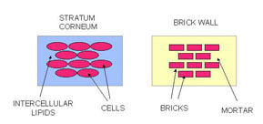 Bricks and mortar structure Stratum Corneum