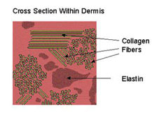 The dermis takes signals from the epidermis