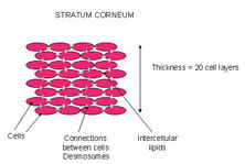 Stratum Corneum Cells